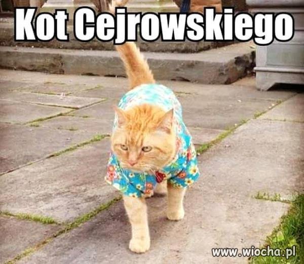 Kot...