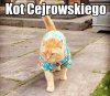 Kot...
