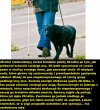 Niedowidzący 28-latek pobity - bronił swojego psa