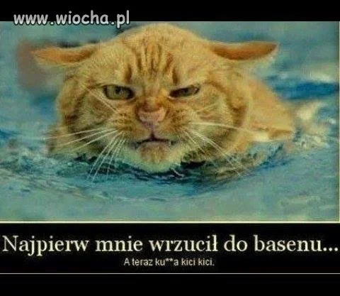 Kici,kici