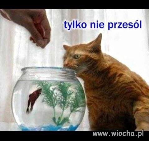 Tylko nie przesól