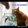 Tylko nie przesól