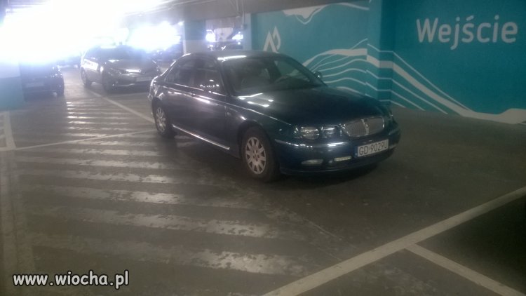 Gdański łoś parkingowy CH Morena