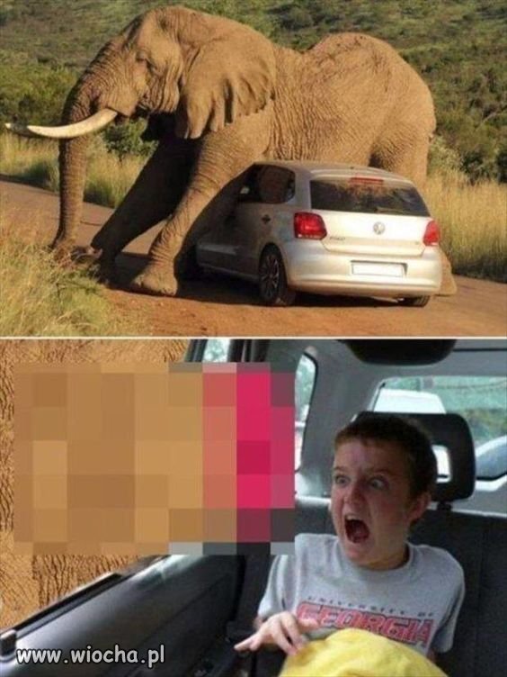 Safari Park trauma na całe życie.