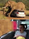 Safari Park trauma na całe życie.