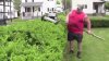 A żywopłot tak przycinam