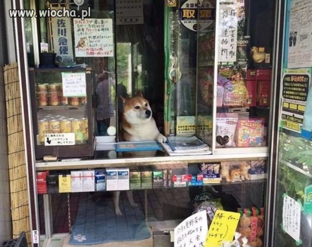 Tymczasem w Japonii