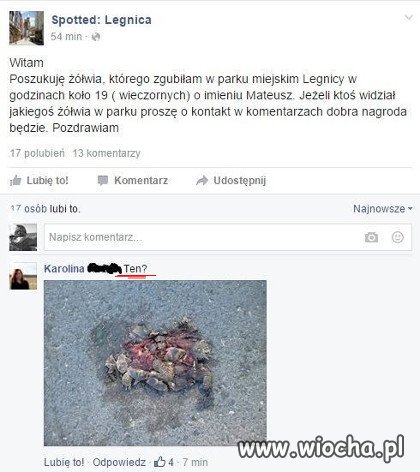 Żółw