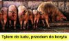Dobra zniana