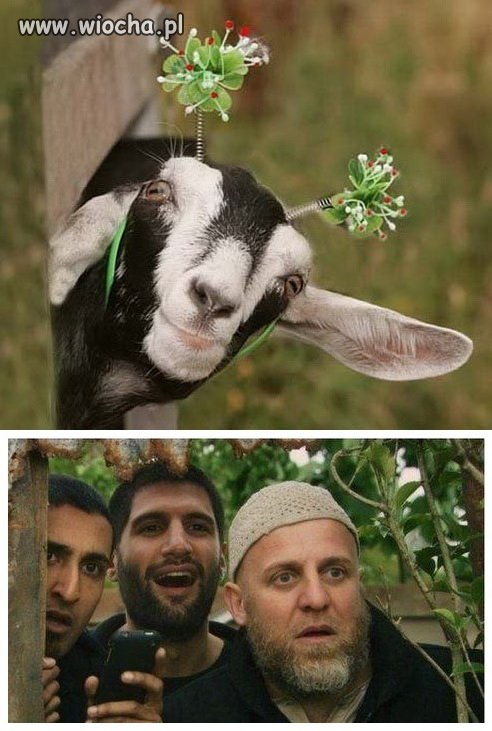 Ta jedyna