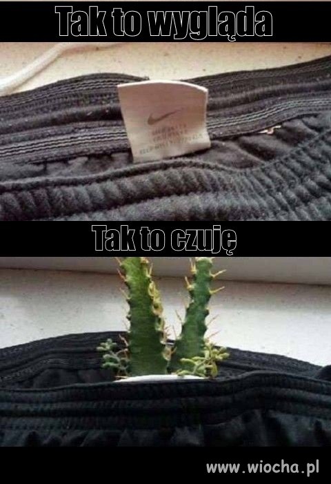 Wkurzajka Pospolita