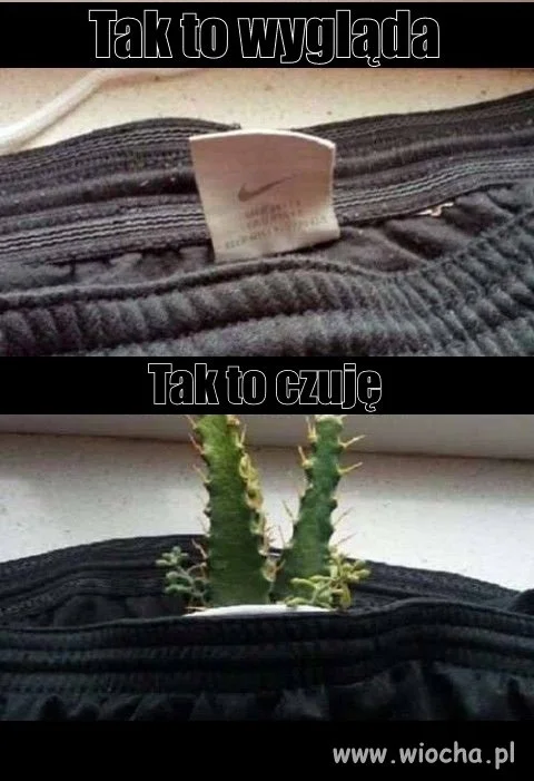 Wkurzajka Pospolita