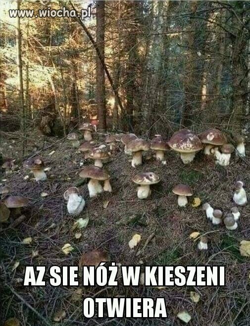 Grzyby