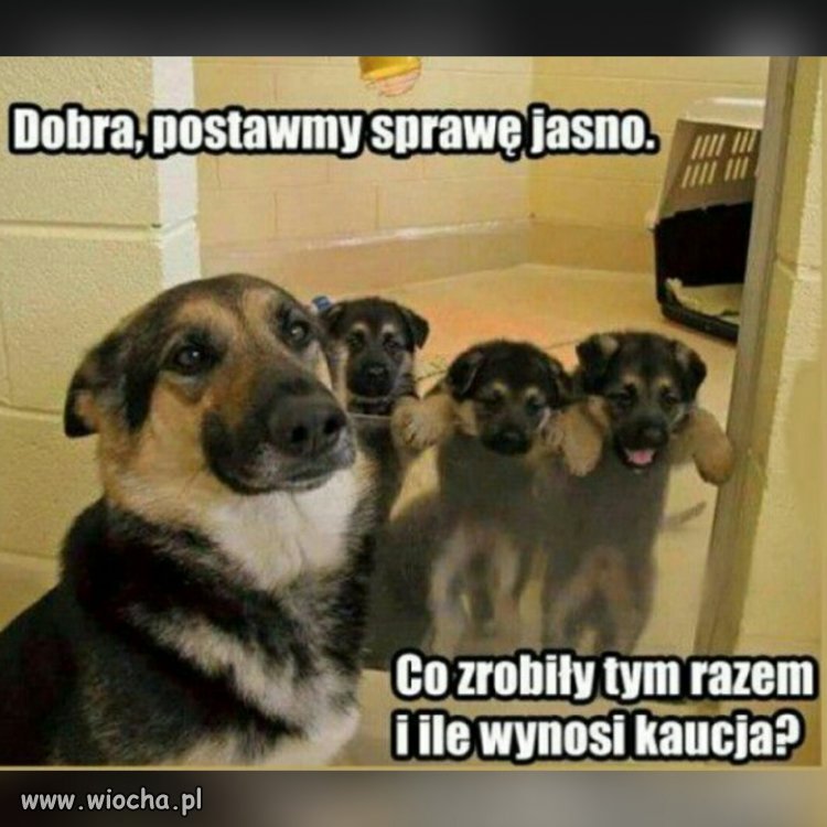Wina, kara i obrona.