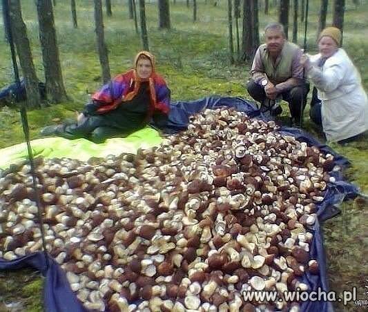 A mówią, że od przybytku głowa nie boli.