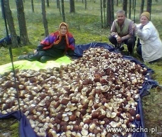 A mówią, że od przybytku głowa nie boli.