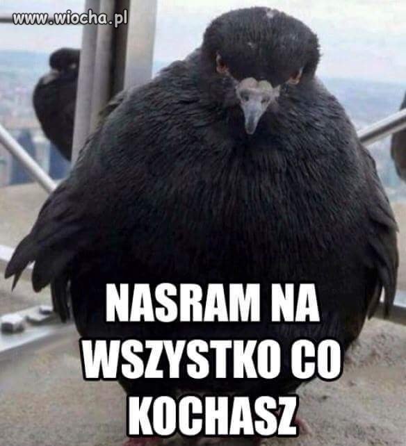 Gołąbieł