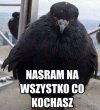 Gołąbieł
