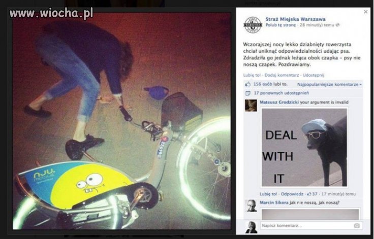 Psy nie noszą czapek