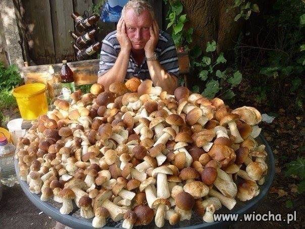 I jeszcze coś dla grzybiarzy.