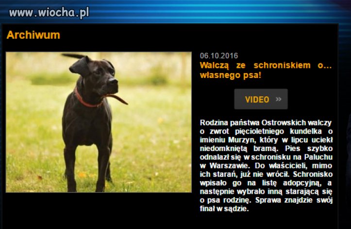 W "Sami swoi" była awantura o kota