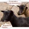 Ile takich "słomianych"wdów tam zostało.