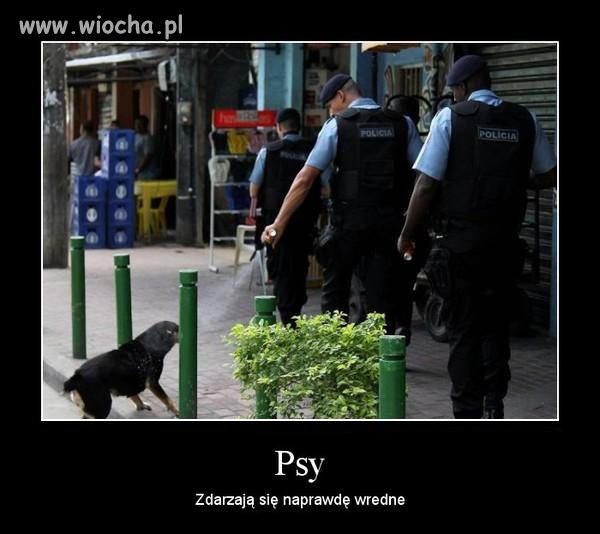 Policja ma to do siebie, że lubi gazu nadużywać.