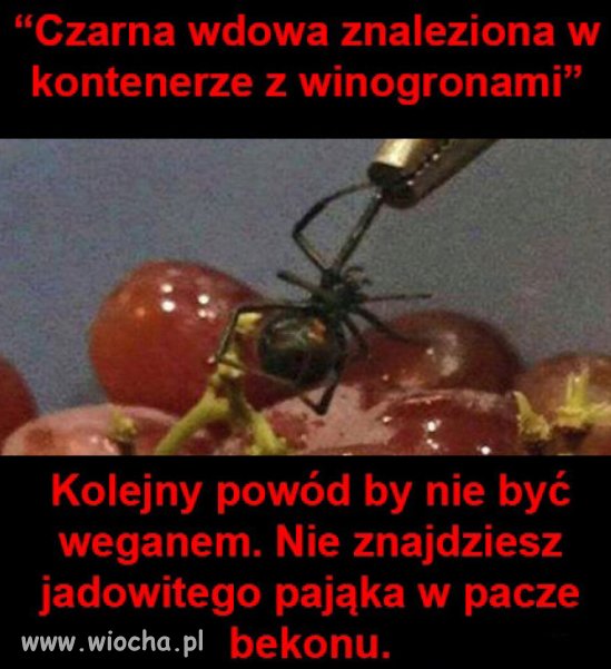 Pająk.
