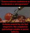 Pająk.