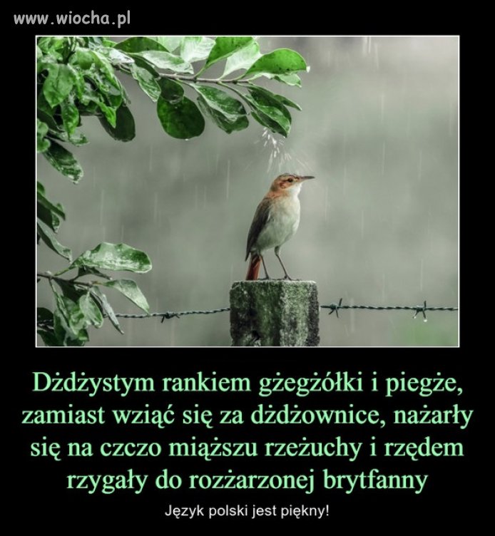 Mamy taki piękny język