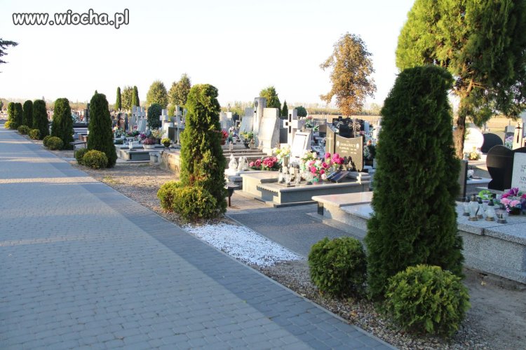 W Łódzkiem ukształtowane tuje są gotowe na 1-go!