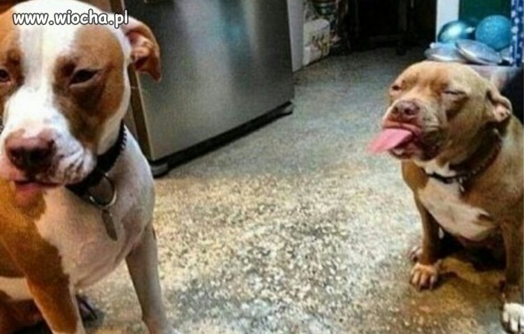 Walka pitbulli na śmierć i życie.
