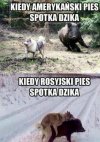 USA vs. Rosja