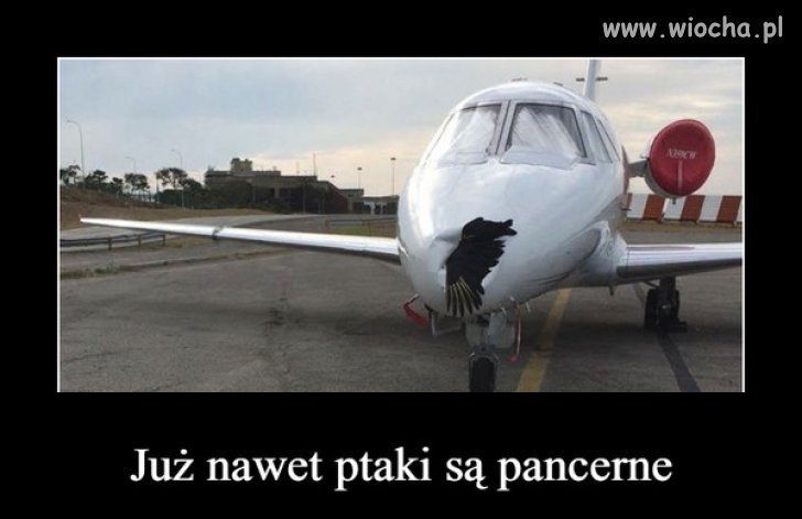 Co tam brzoza.