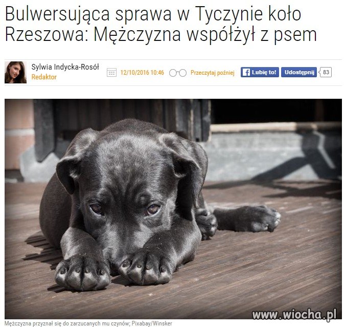 Dogłębna miłość do psa 
