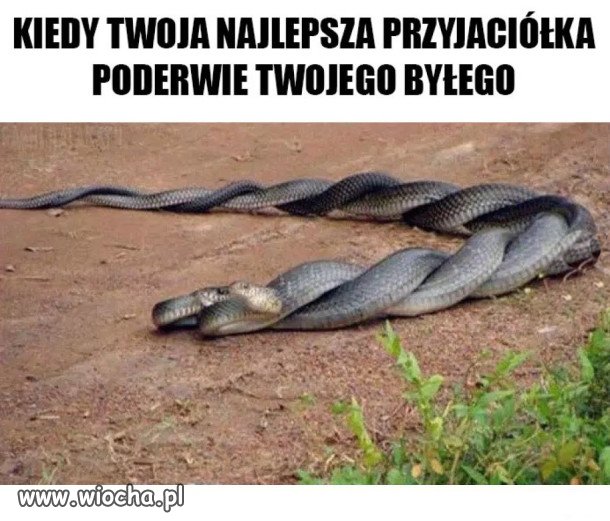 Wężowa miłość 
