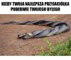 Wężowa miłość 
