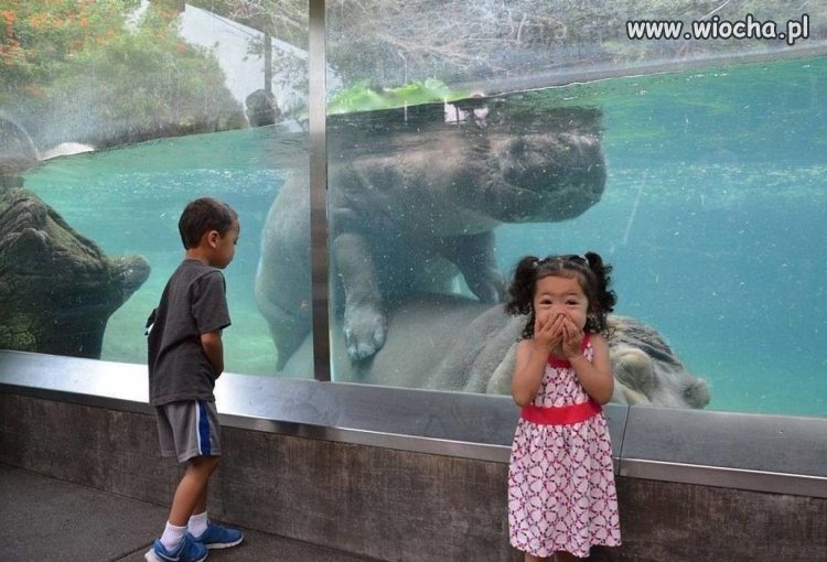 Pokazy w ZOO