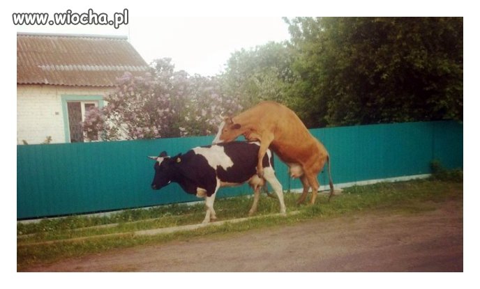 Lewackie krowy