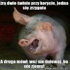 Dowcip o korycie