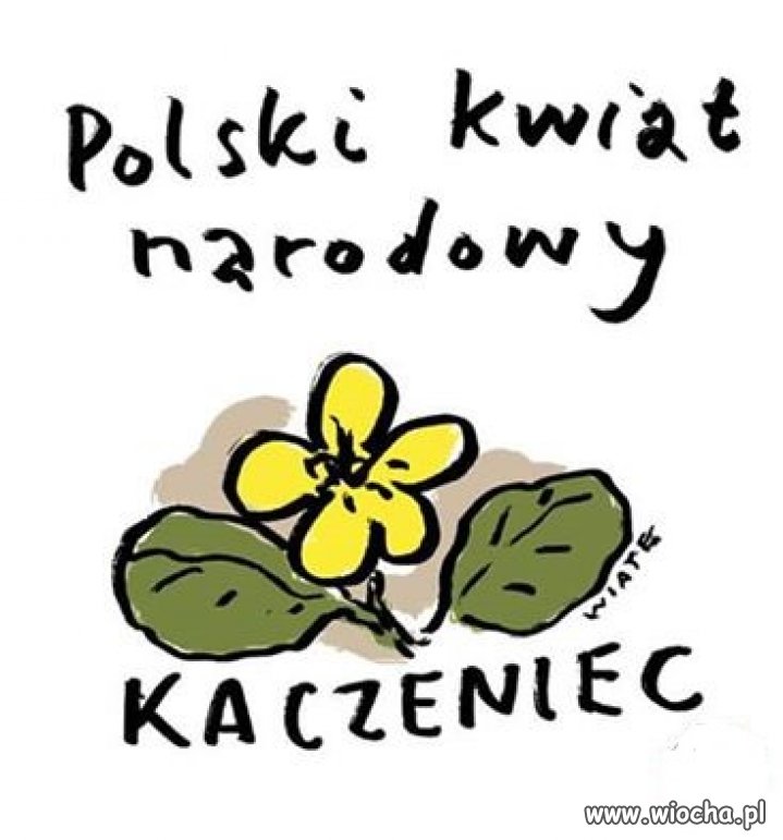 Kaczaniec. 