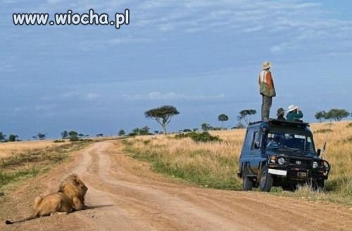 Wytrawny łowca ...