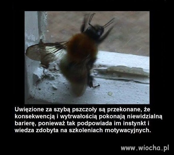 Szkolenia motywacyjne