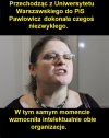 Krysia