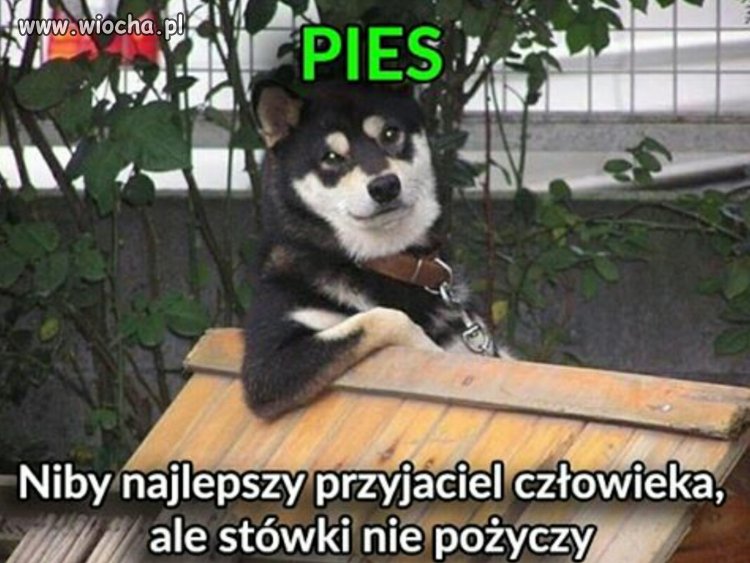 I tylko ta jedna wada...