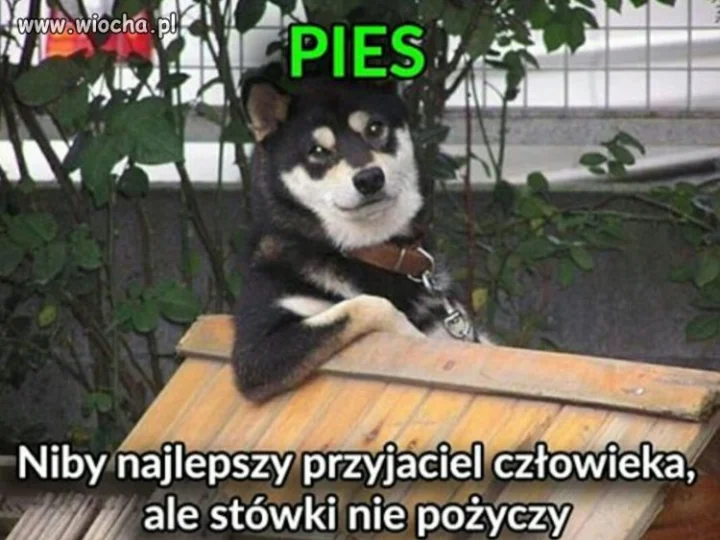 I tylko ta jedna wada...