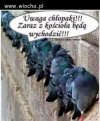 Gołębie