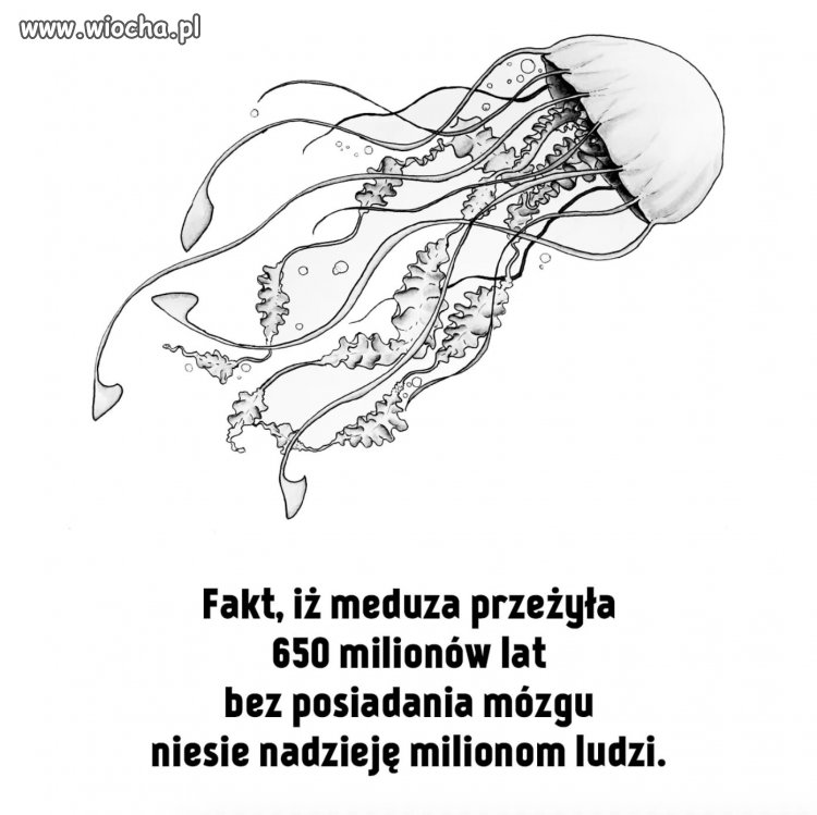 Politycy wieczne żywi 