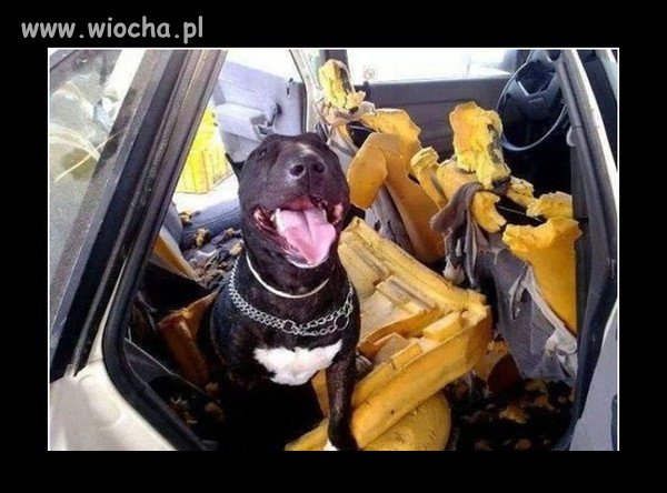 Chyba trochę się piesek nudził