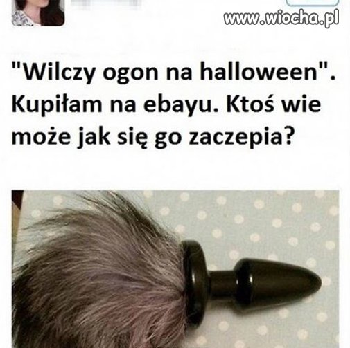 Wilczy ogon.